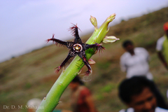 Caralluma adscendens var. fimbriata